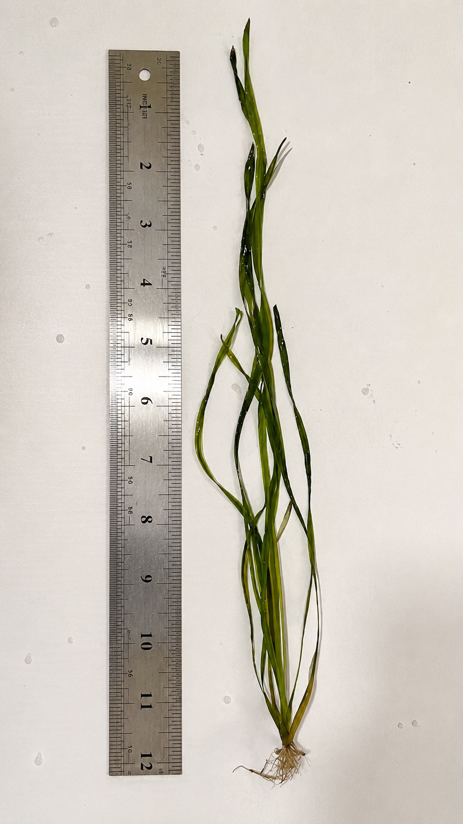 Corkscrew Vallisneria live aquarium plants beside a ruler